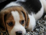 Прекрасные щенки бигля - фото 3