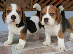 Прекрасные щенки бигля