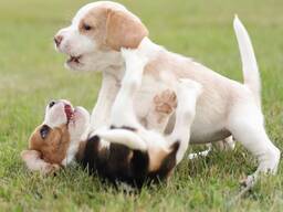 Beagle-Welpen wachsen in einem liebevollen Familienhaushalt auf.