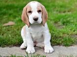Beagle-Welpen wachsen in einem liebevollen Familienhaushalt auf. - фото 2