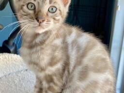 Bengal-Kätzchen