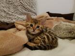 Bengals Puppies Available - фото 1