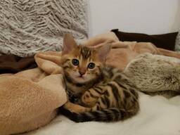 Bengals Puppies Available