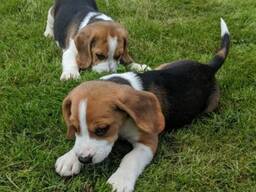 Bezaubernde Beagle-Welpen suchen ein Zuhause. ..