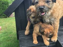 Bezaubernde Border Terrier Welpen (KC-registriert)