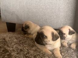 Bezaubernde Mops-Welpen