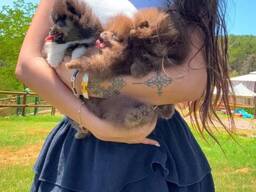 Bezaubernde Pomeranian-Welpen zu verkaufen