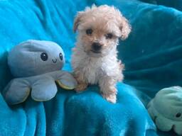 Bezaubernden Maltipoo-Welpen