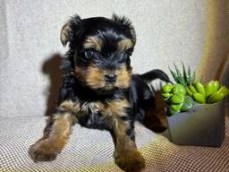 Bezaubernden Yorkshire-Terrier-Welpen