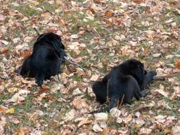 Bezaubernder, 8 Wochen alter Labrador-Welpe sucht ein liebevolles Zuhause!