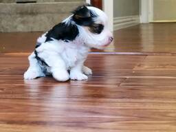 Bezaubernder Yorkshire Terrier sucht ein liebevolles Zuhause!