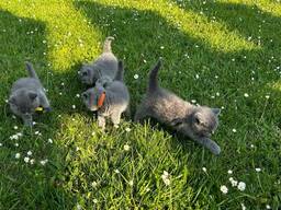 Британские короткошерстные (коты и кошки)o