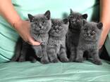 Британские короткошерстные котята (BHK)x - photo 3