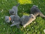Британские короткошерстные (коты и кошки)o - фото 1