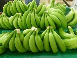 Bio-Cavendish-Banane zu verkaufen / Bio-Grüne Banane