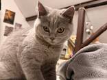 BKh Британские короткошерстные котята - photo 2