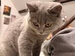 BKh Британские короткошерстные котята - photo 3