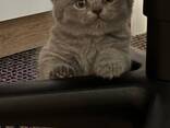BKh Британские короткошерстные котята - фото 1