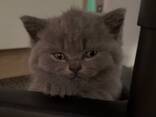 BKh Британские короткошерстные котята - фото 3