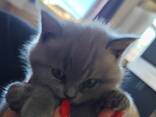Bkh kitten babby ab sofort - фото 4