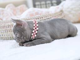 Blaue Französische Bulldoggenwelpen zu verkaufen