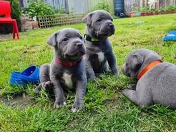 Blaue Staffordshire Bullterrier Welpen