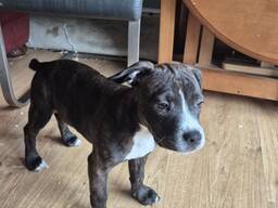 Blaue Staffordshire Bullterrier-Welpen zu verkaufen