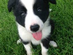 Border Collie Welpen