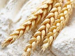 MEHL im Großhandel in Säcken zu 50 kg und Packungen zu 1 kg