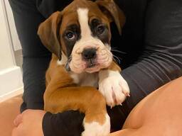 Boxerwelpen