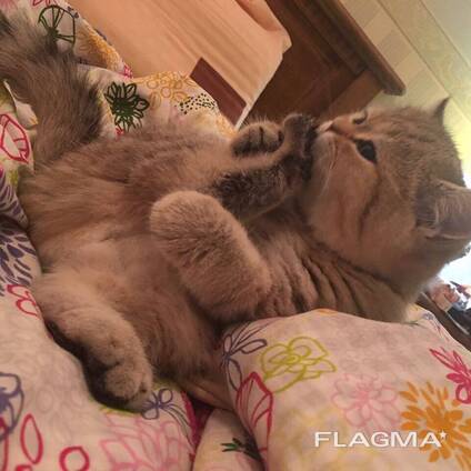 Британская золотистая шиншилла