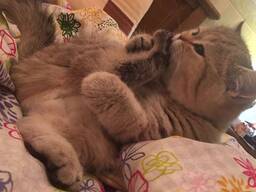 Британская золотистая шиншилла