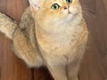 Britisches Chinchilla - фото 2