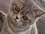 Британские короткошерстные котята - фото 1
