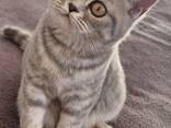 Британские короткошерстные котята - фото 2
