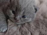 Британские котята BKH - photo 2
