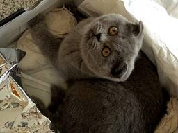 Британский котенок