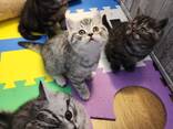 Britisch Kurzhaar Katerchen suchen ein liebevolles Zuhause - фото 1