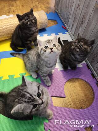 Britisch Kurzhaar Katerchen suchen ein liebevolles Zuhause