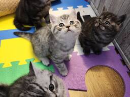 Britisch Kurzhaar Katerchen suchen ein liebevolles Zuhause