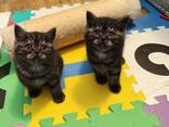 Britisch Kurzhaar Katerchen suchen ein liebevolles Zuhause - фото 2