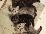 Britisch Kurzhaar Katerchen suchen ein liebevolles Zuhause - фото 9