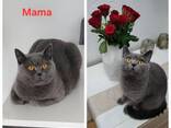 Britisch Kurzhaar Kitten - фото 3