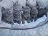 Britisch Kurzhaar Kitten - фото 6