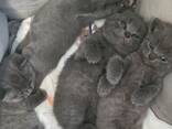 Britisch Kurzhaar Kitten - фото 8