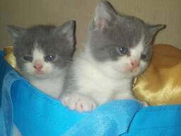 Britisch Kurzhaar Kitten abzugeben. Kontaktieren Sie uns per WhatsApp: 447490124950