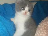 Britisch Kurzhaar Kitten abzugeben. Kontaktieren Sie uns per WhatsApp: 447490124950 - фото 1