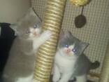 Britisch Kurzhaar Kitten abzugeben. Kontaktieren Sie uns per WhatsApp: 447490124950 - фото 3