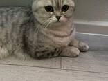 Britische Katze - фото 2