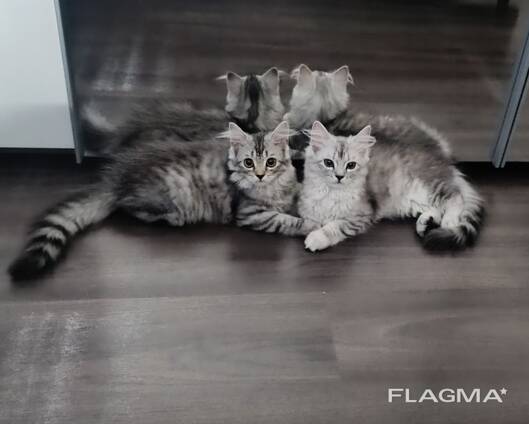 Britische Langehare Katzen